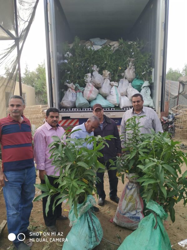 mangoeldawlia-مشاتل-الشركة-الدولية-5
