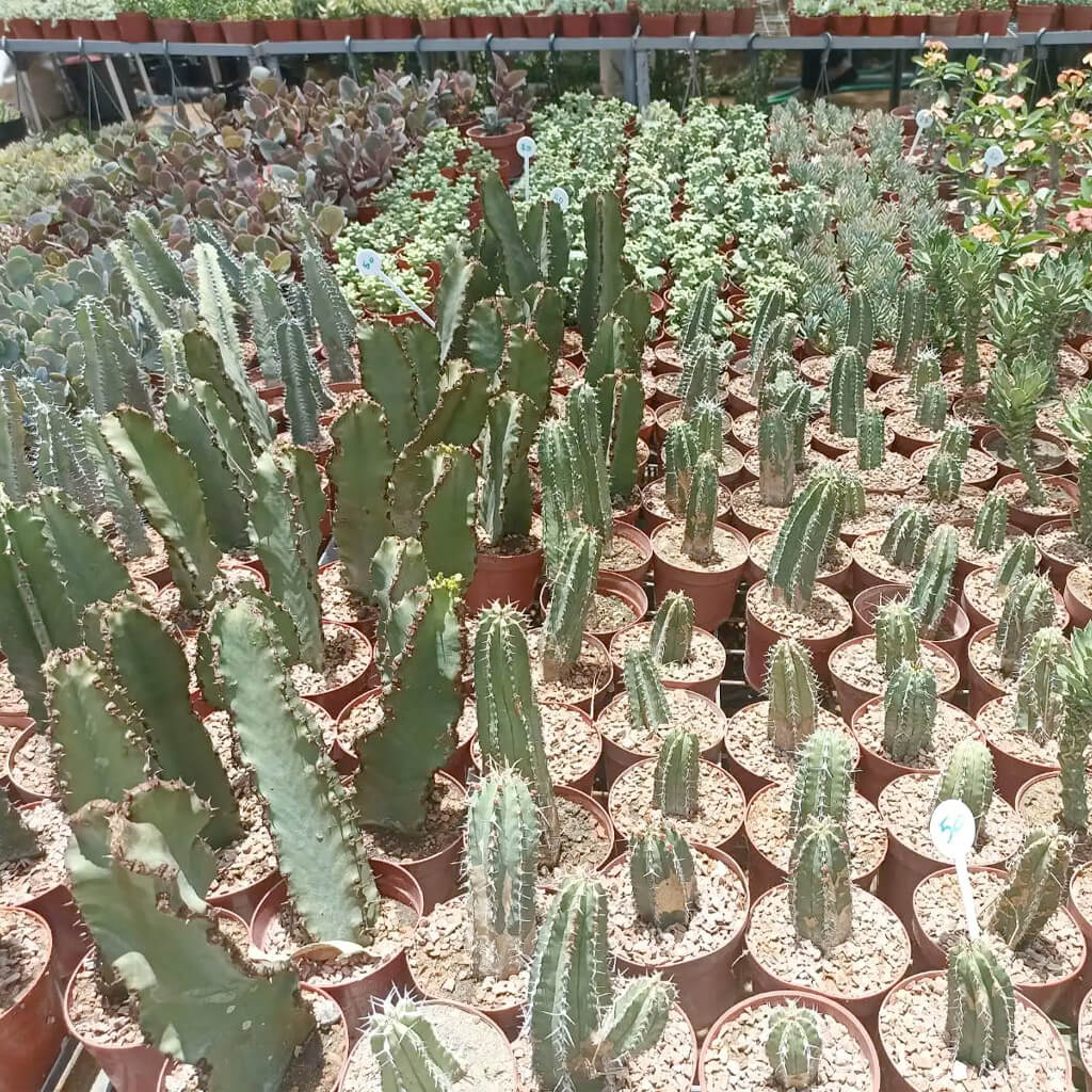 صباريات وعصاريات في أصص داخل المشتل