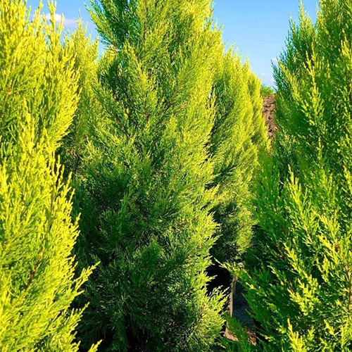 أشجار سرو ذهبية من نباتات الزينة الخارجية