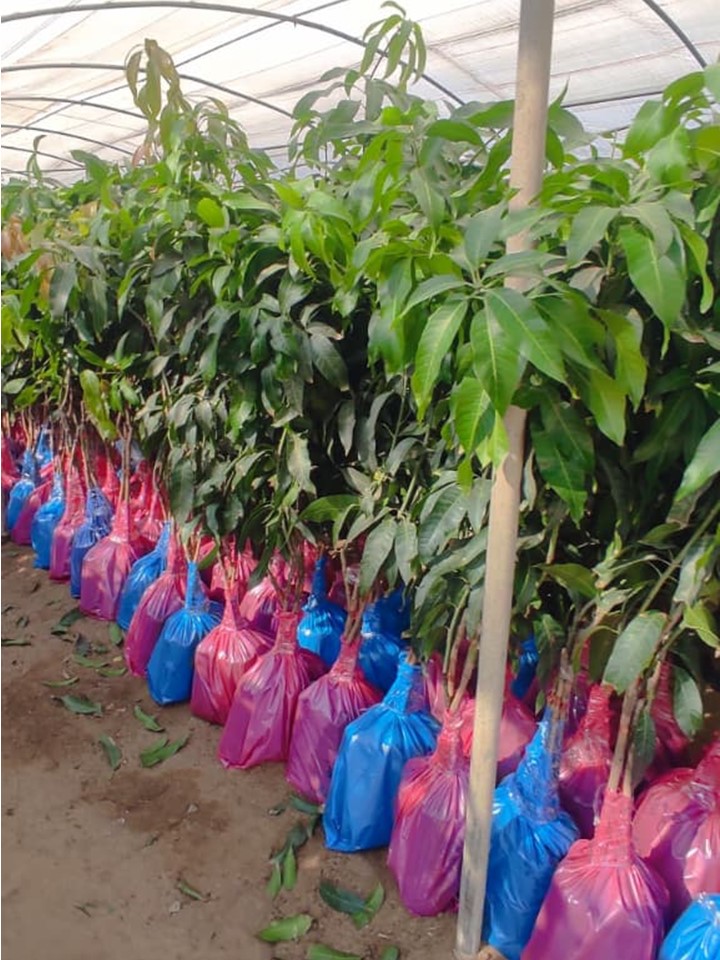 التصدير-مشاتل-الشركة-الدولية-mango-eldwlia-شتلات-تصدير